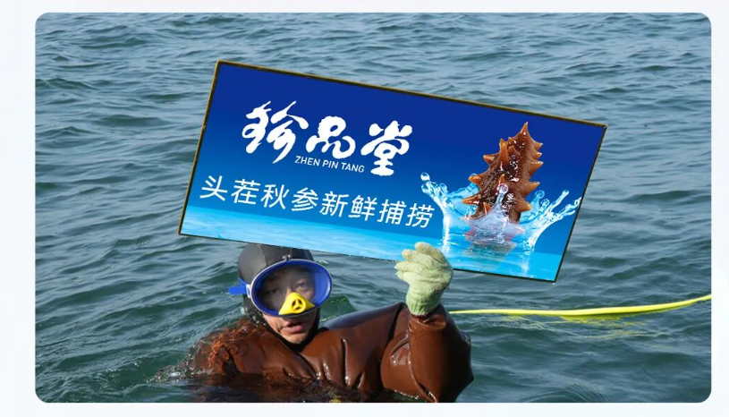 珍品堂丨秋参捕捞季 食补正当时
